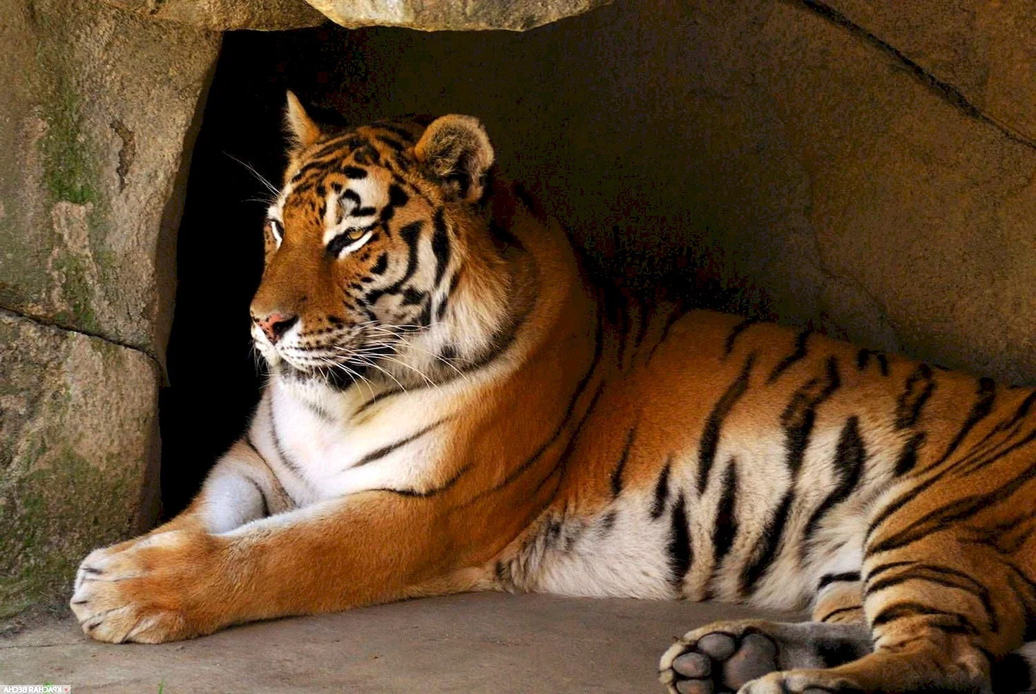 Амурский бенгальский индийский тигры