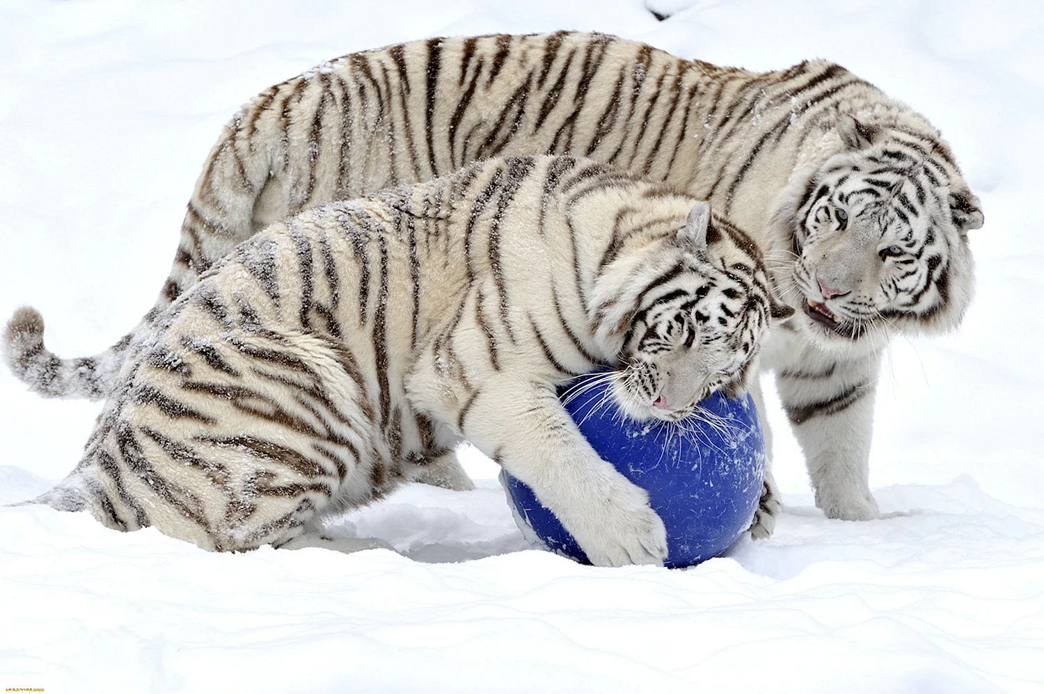 Амурский и белые тигры зимой