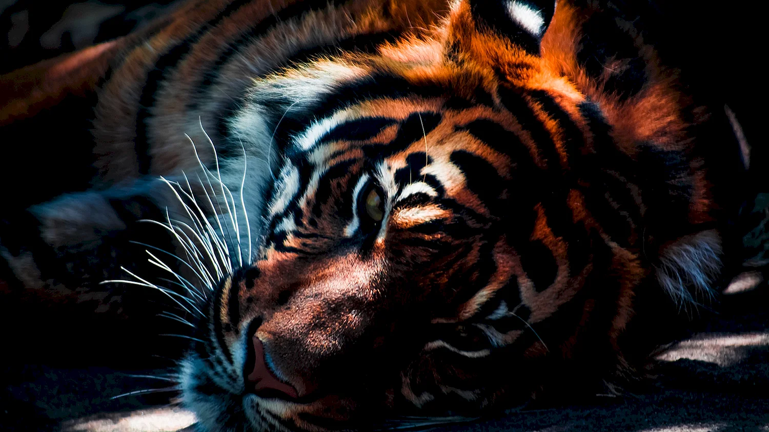 Амурский тигр 3д