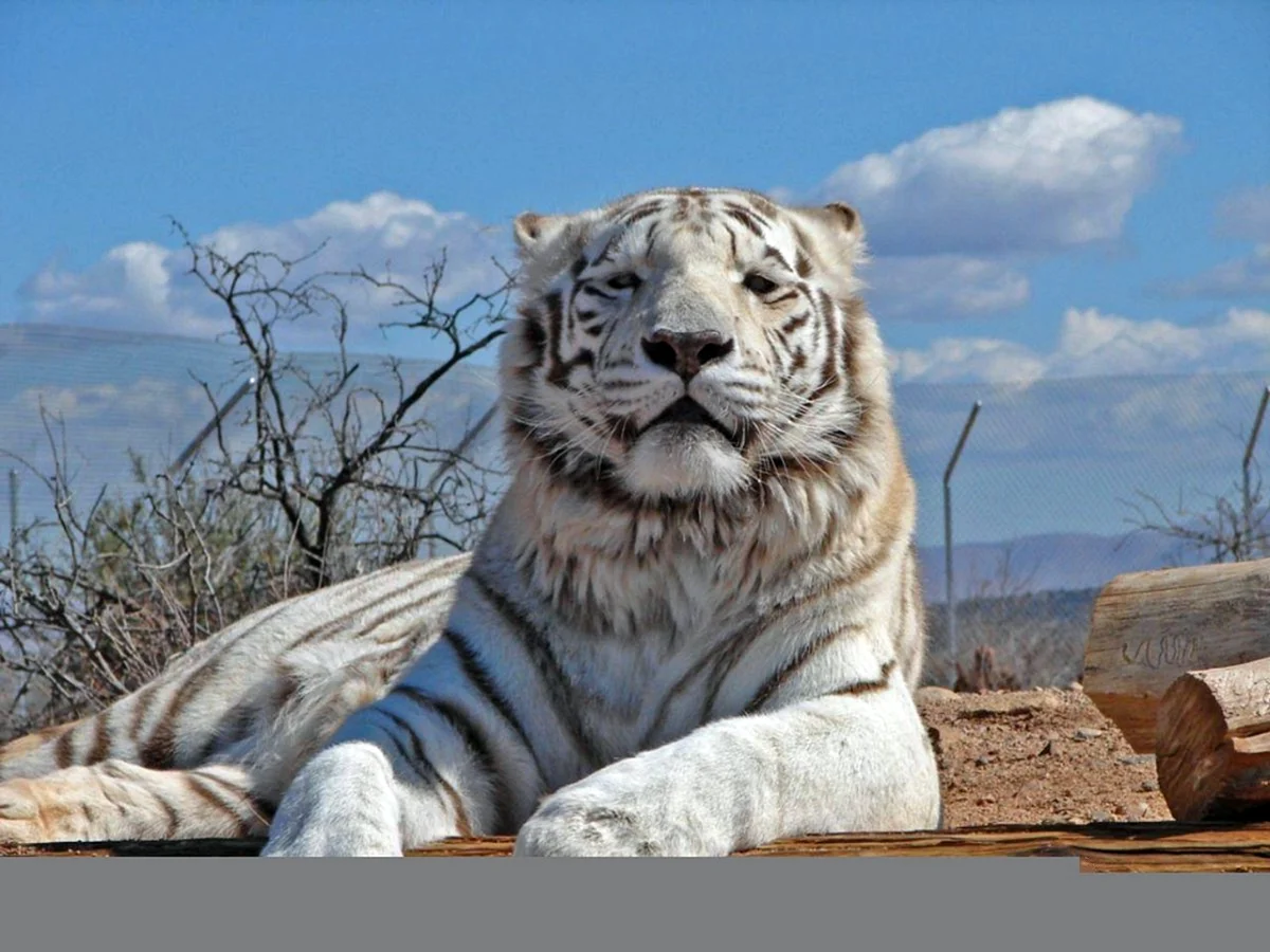 Амурский тигр белый