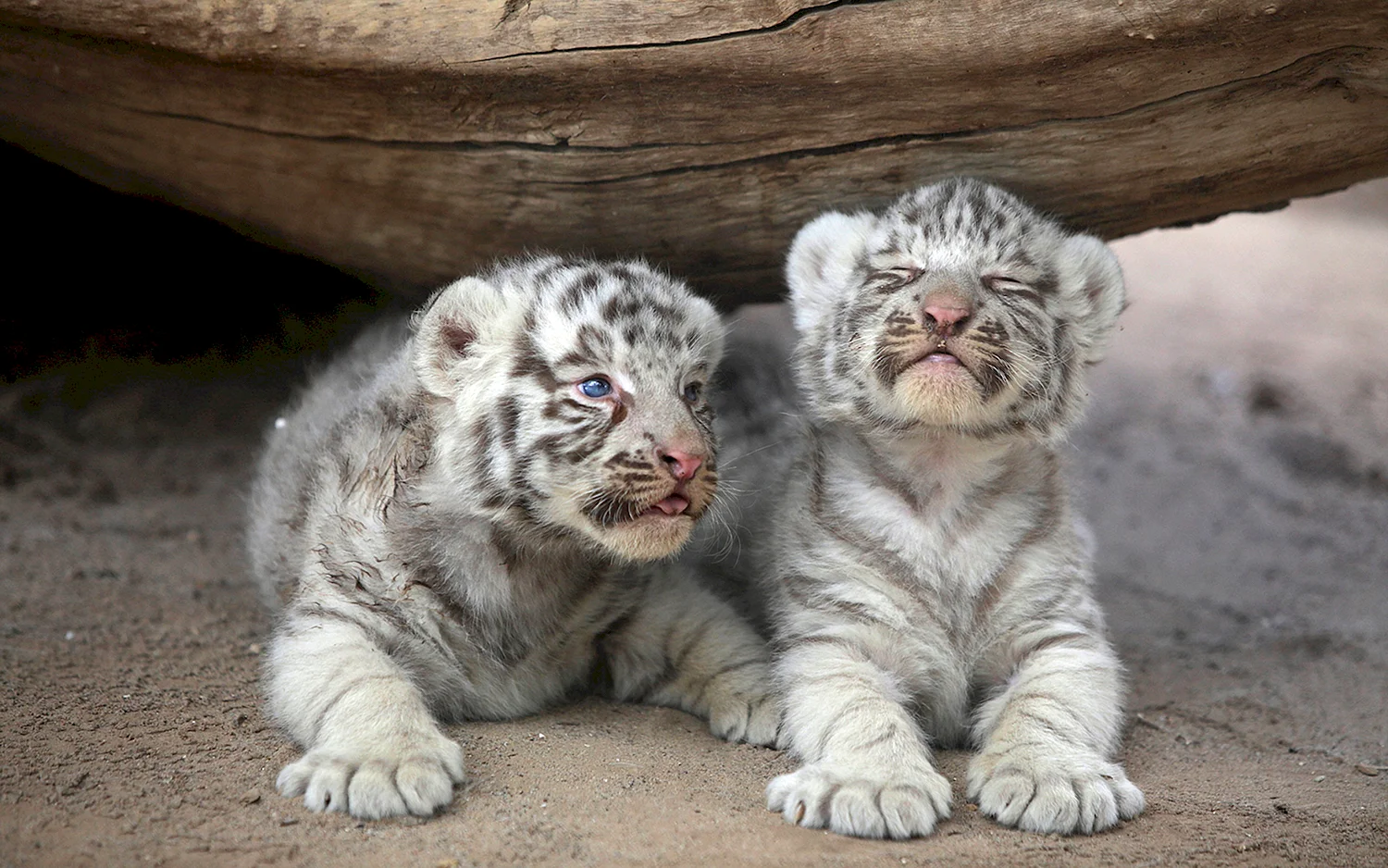 Амурский тигр белый детеныш
