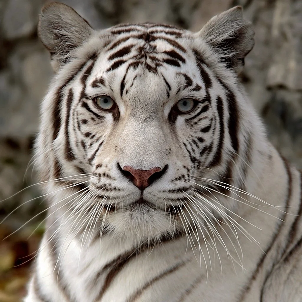 Амурский тигр белый и бенгальский
