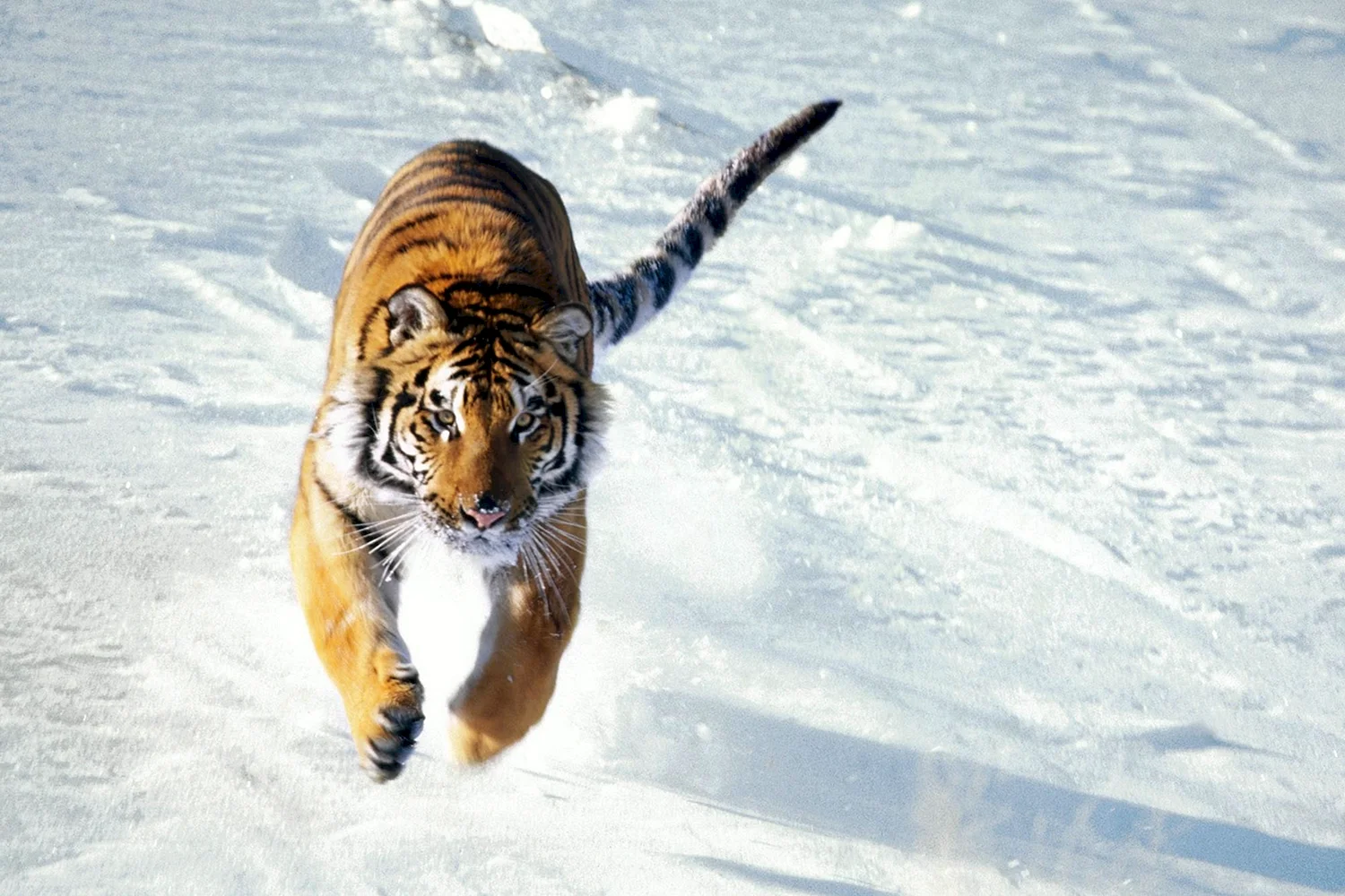 Амурский тигр бежит