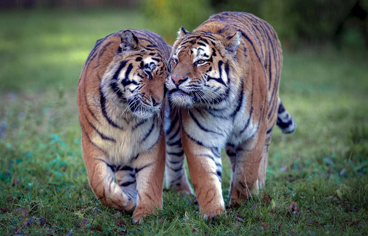 Амурский тигр и Амурский тигр любовь