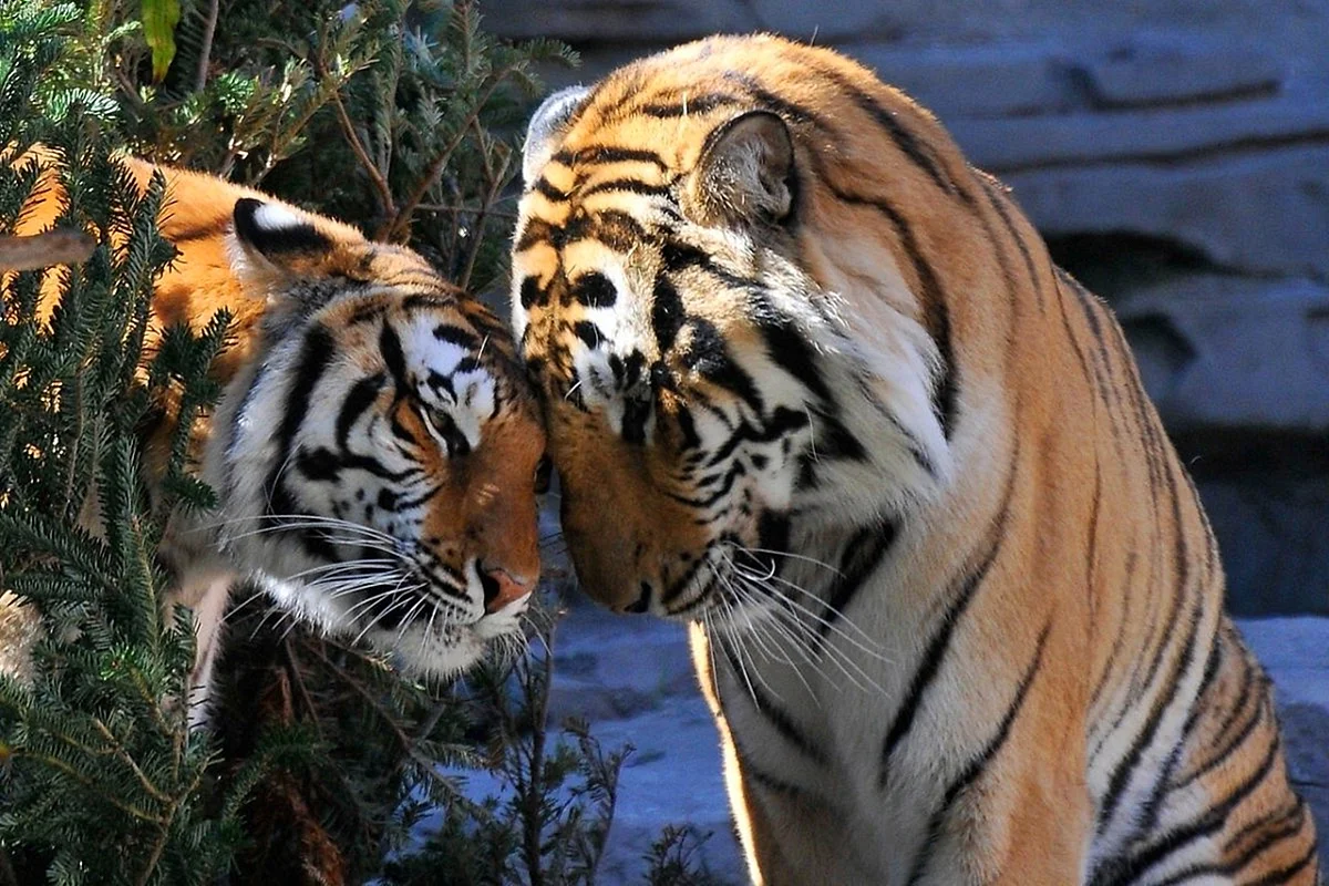 Амурский тигр и Амурский тигр любовь