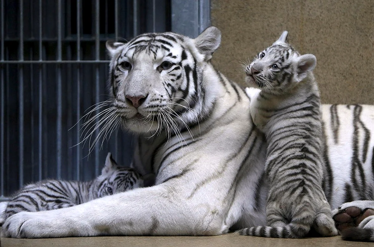 Амурский тигр и белый тигр