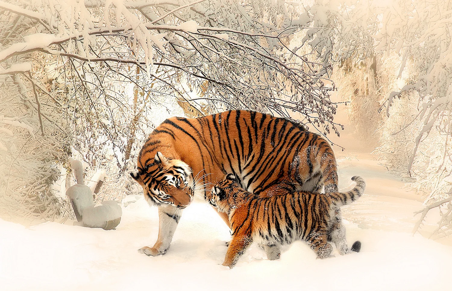 Амурский тигр и Лев