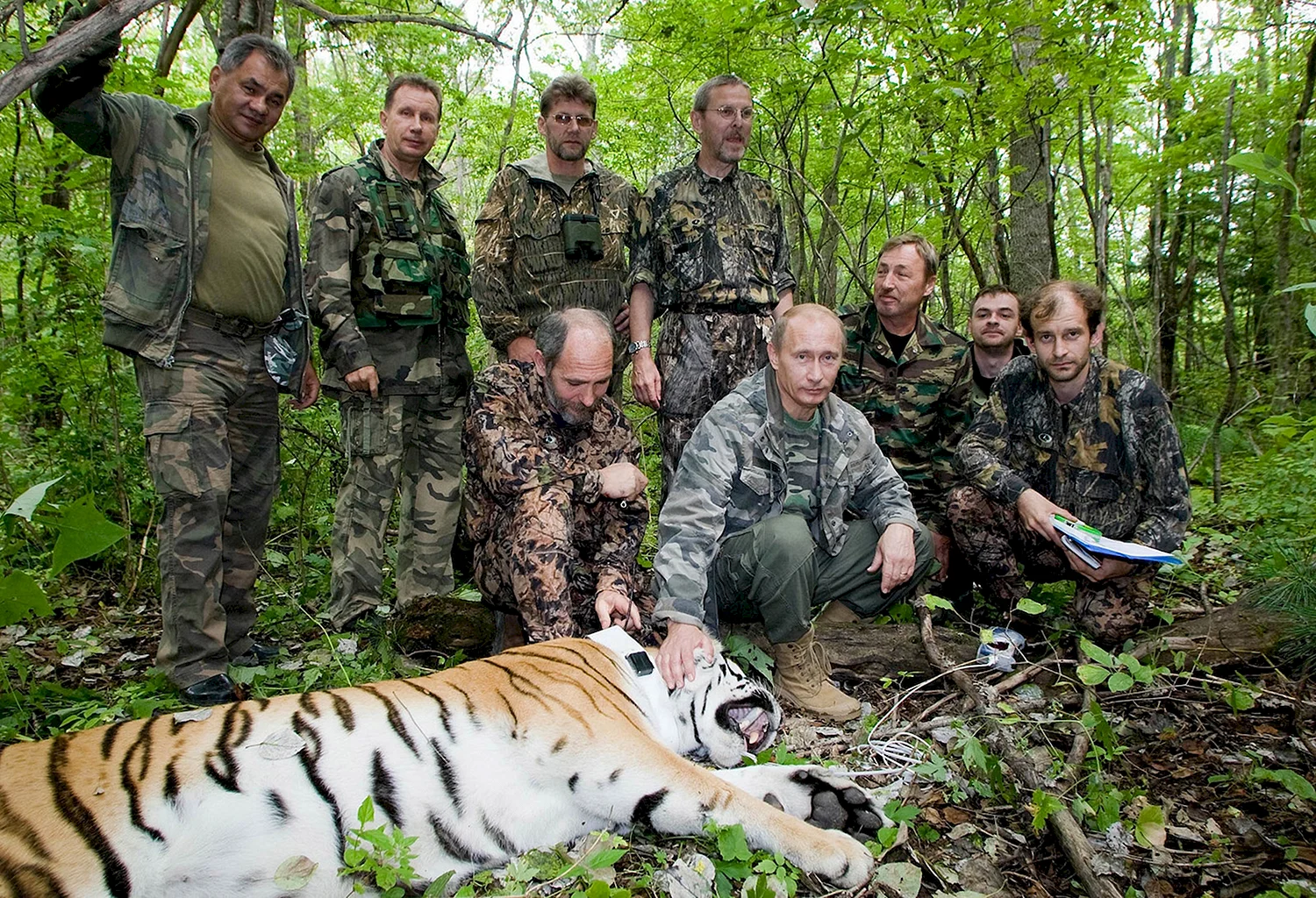 Амурский тигр и Путин