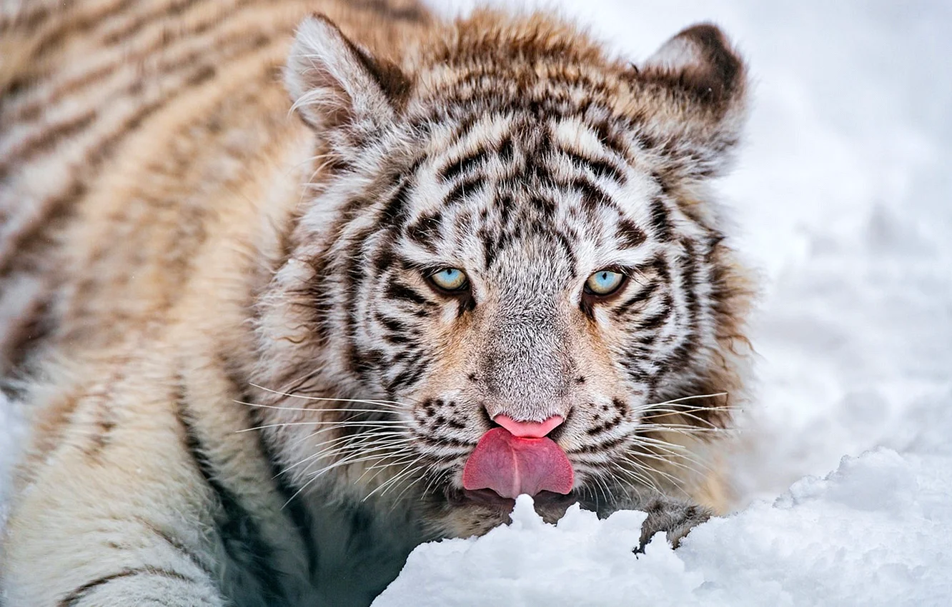 Амурский тигр язык
