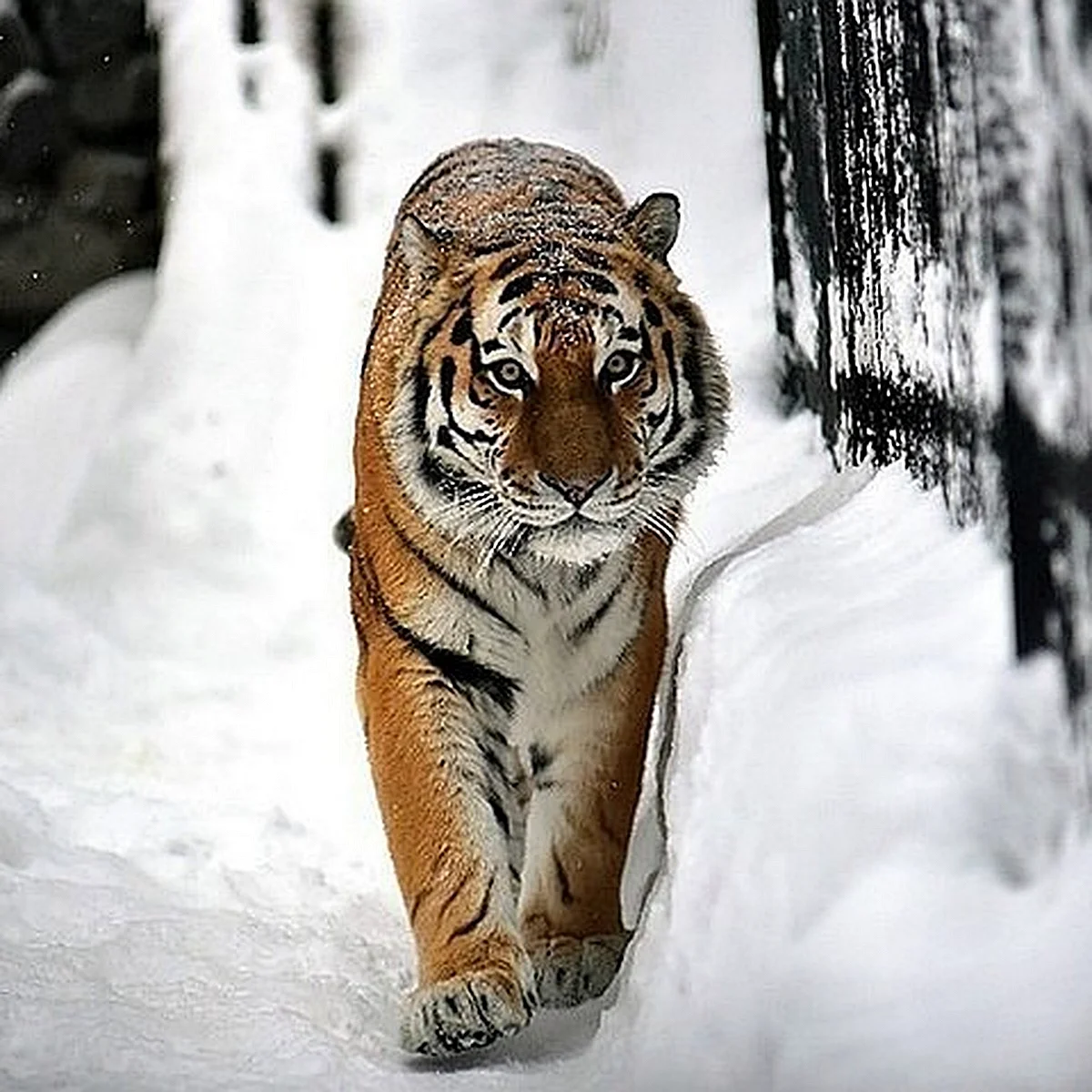 Амурский тигр Хабаровск