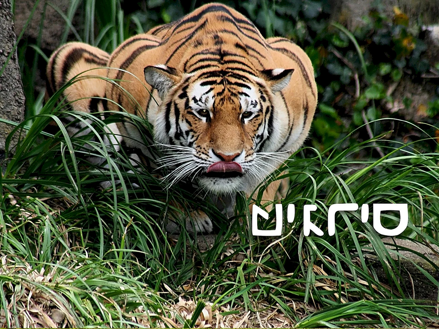 Амурский тигр на охоте