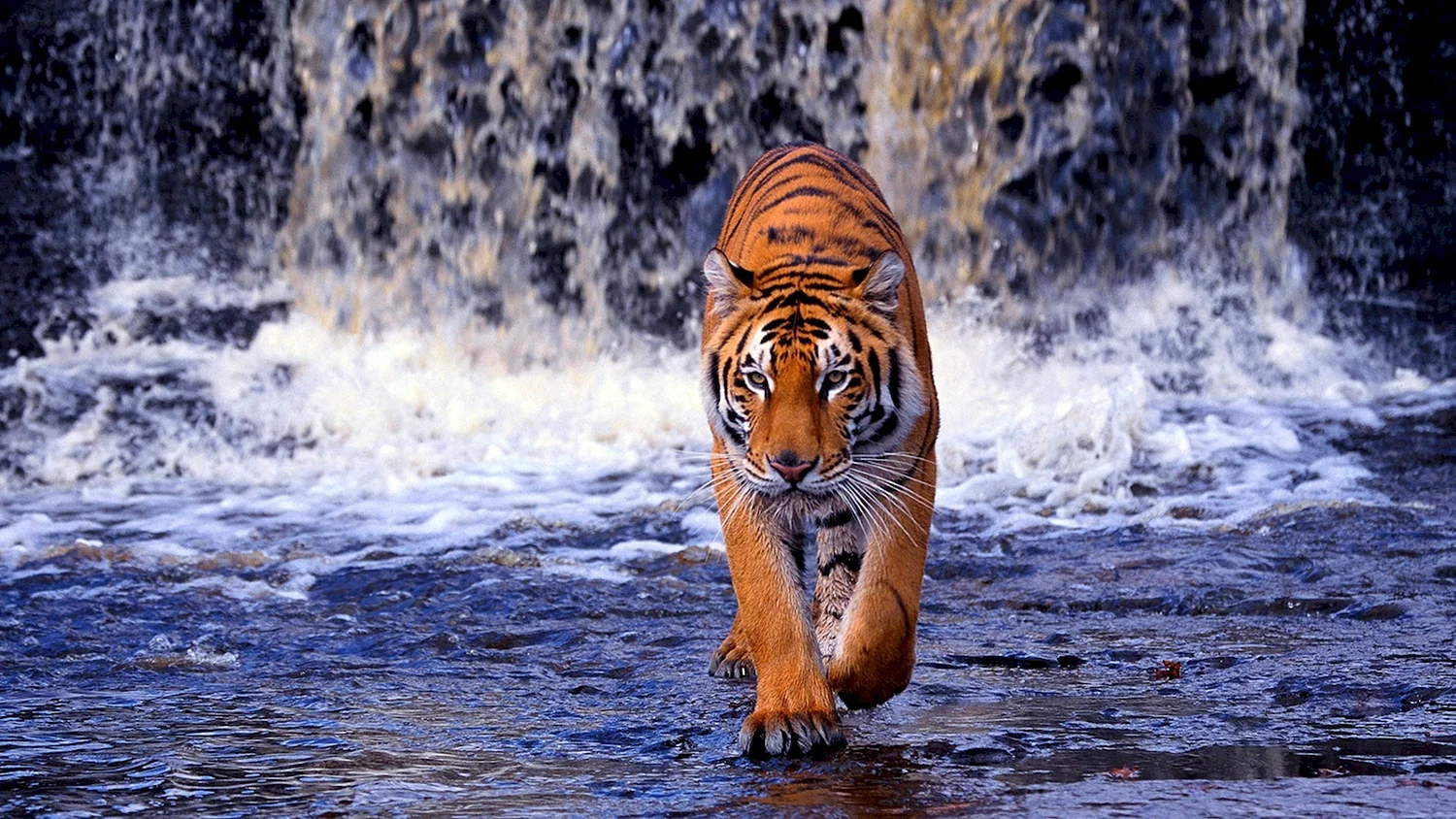 Амурский тигр на водопаде