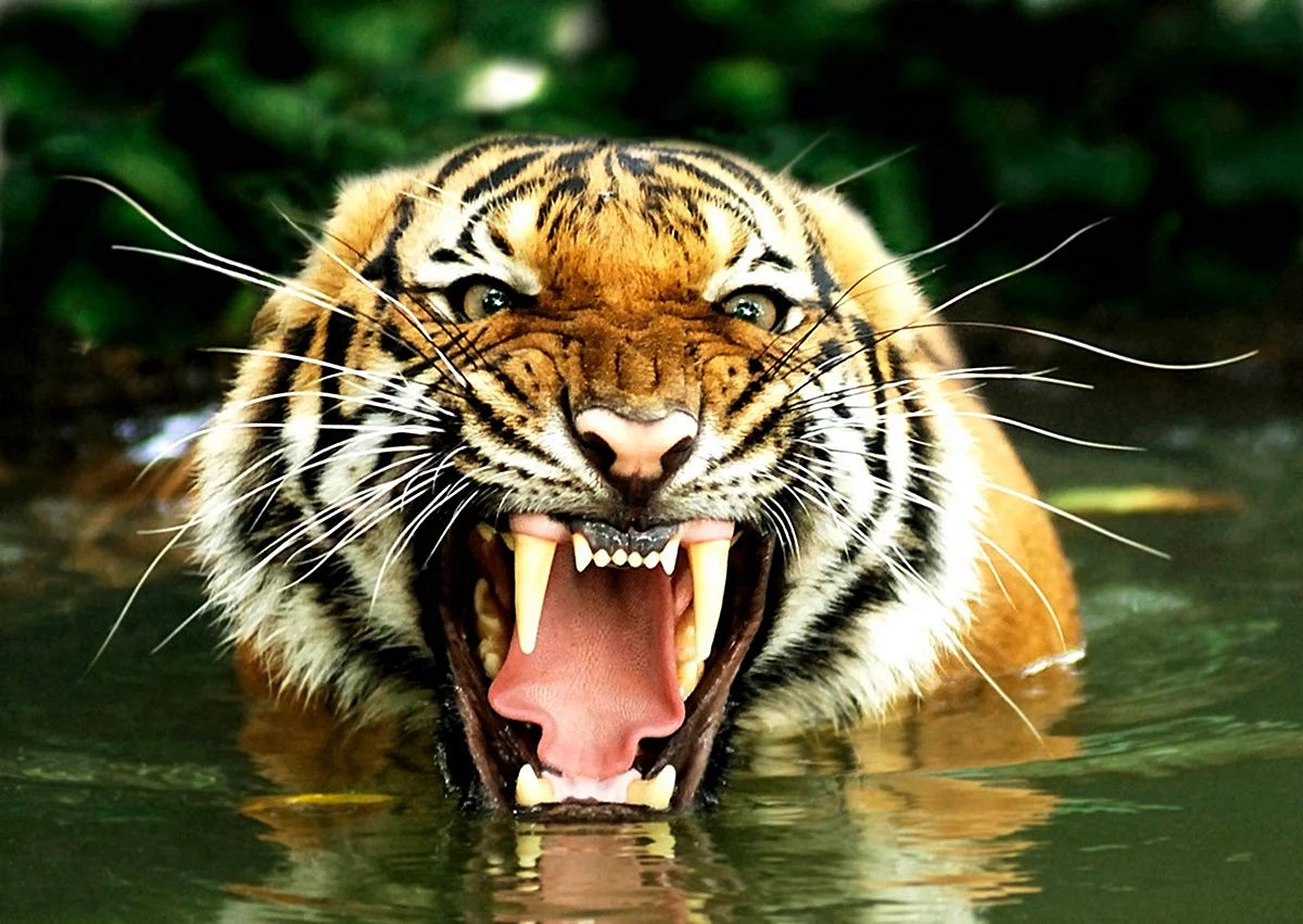Амурский тигр оскал