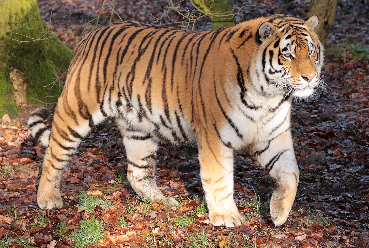Амурский тигр (Panthera Tigris)