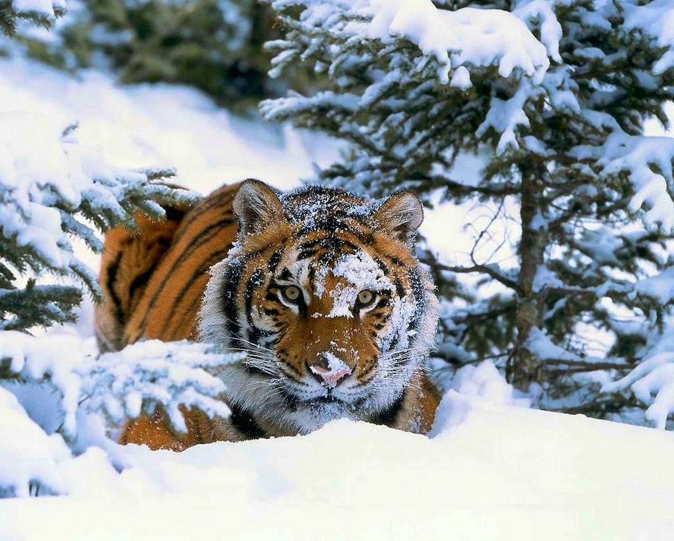 Амурский тигр Panthera Tigris altaica