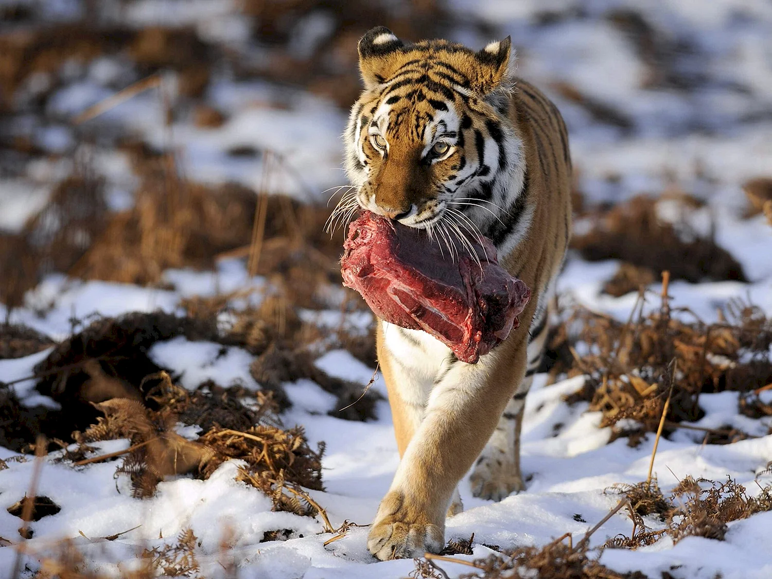 Амурский тигр питается