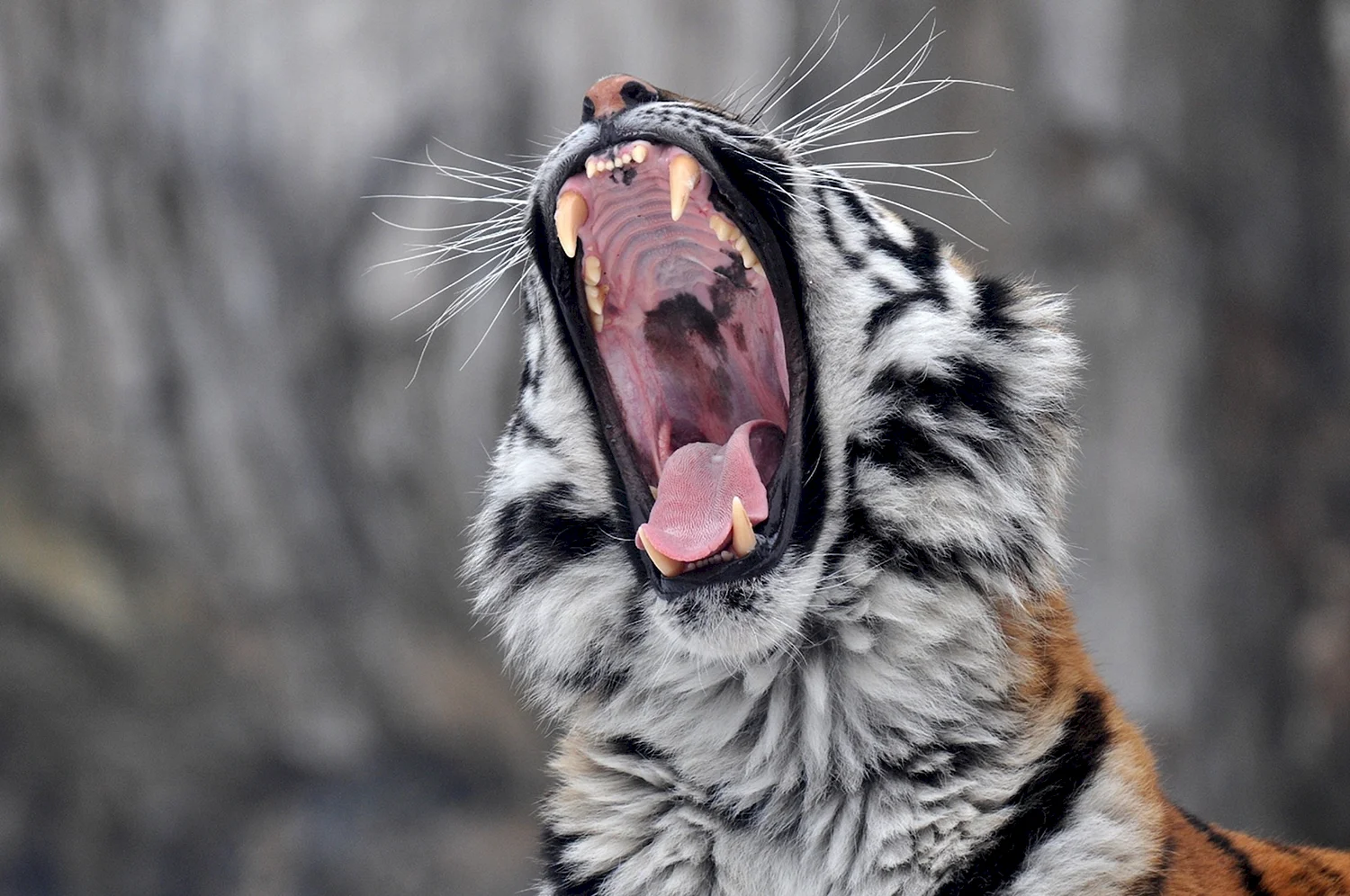 Амурский тигр рычит