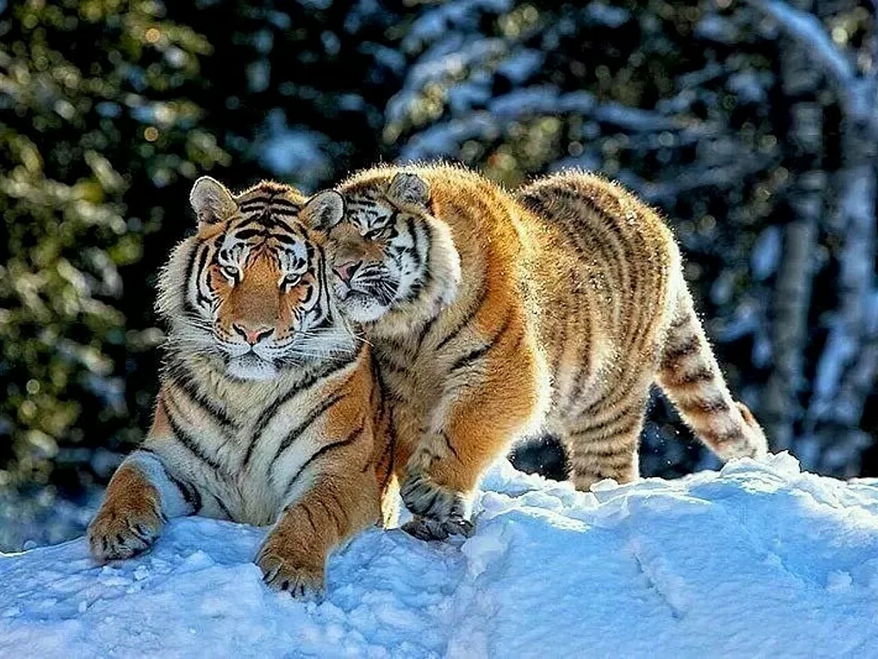Амурский тигр с тигрятами зимой