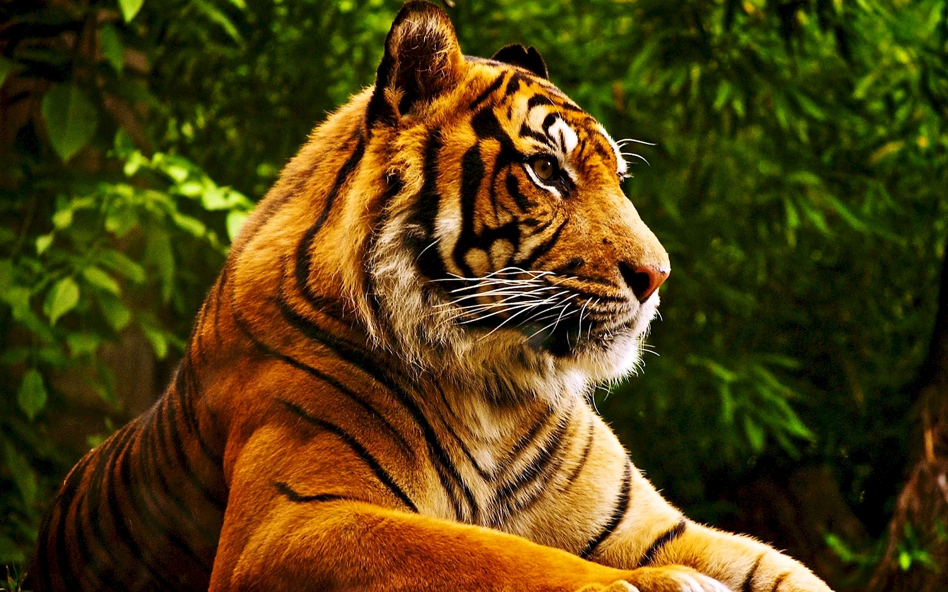 Амурский тигр самые красивые фото