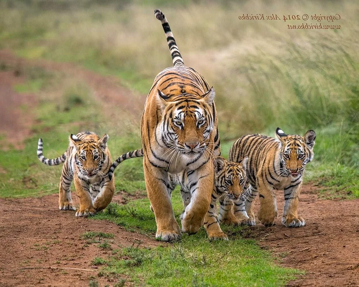 Амурский тигр тигрица с тигрятами