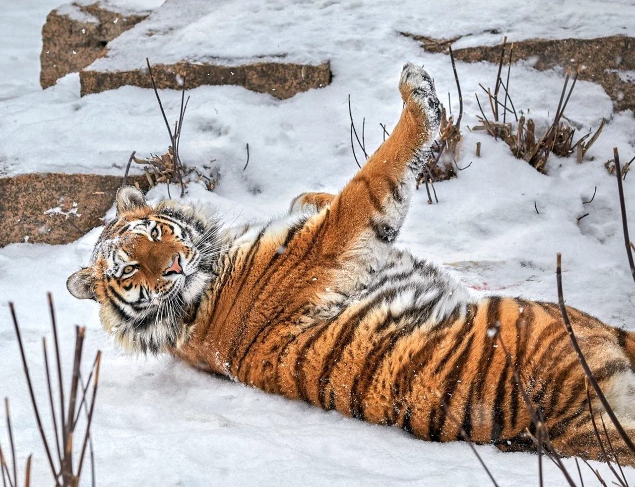 Амурский тигр царь Сибири