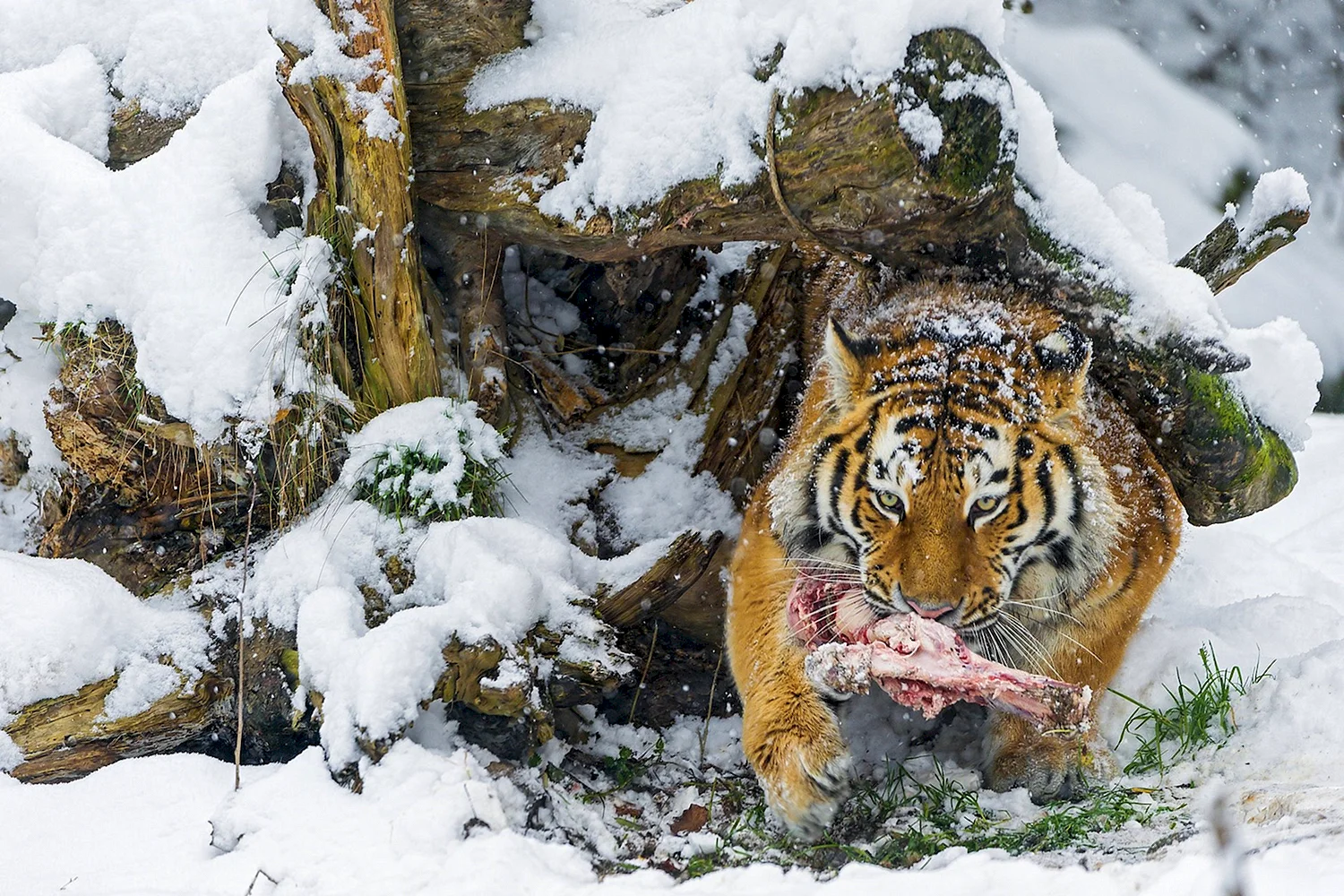 Амурский тигр в лесу