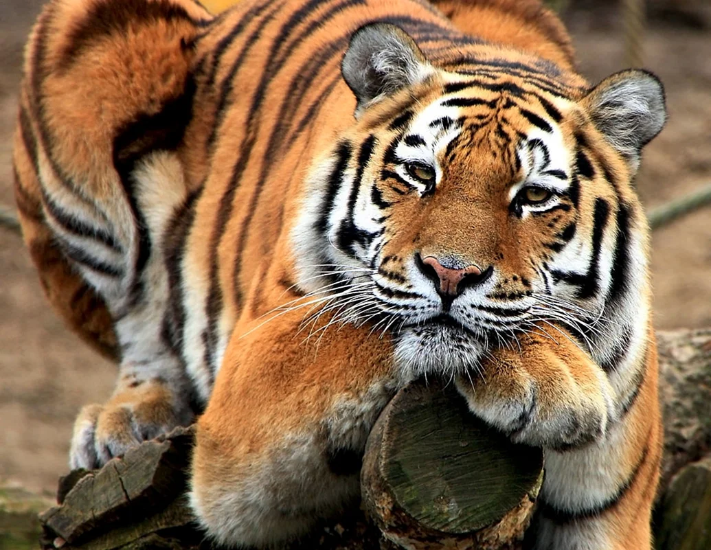 Амурский тигр Владивосток
