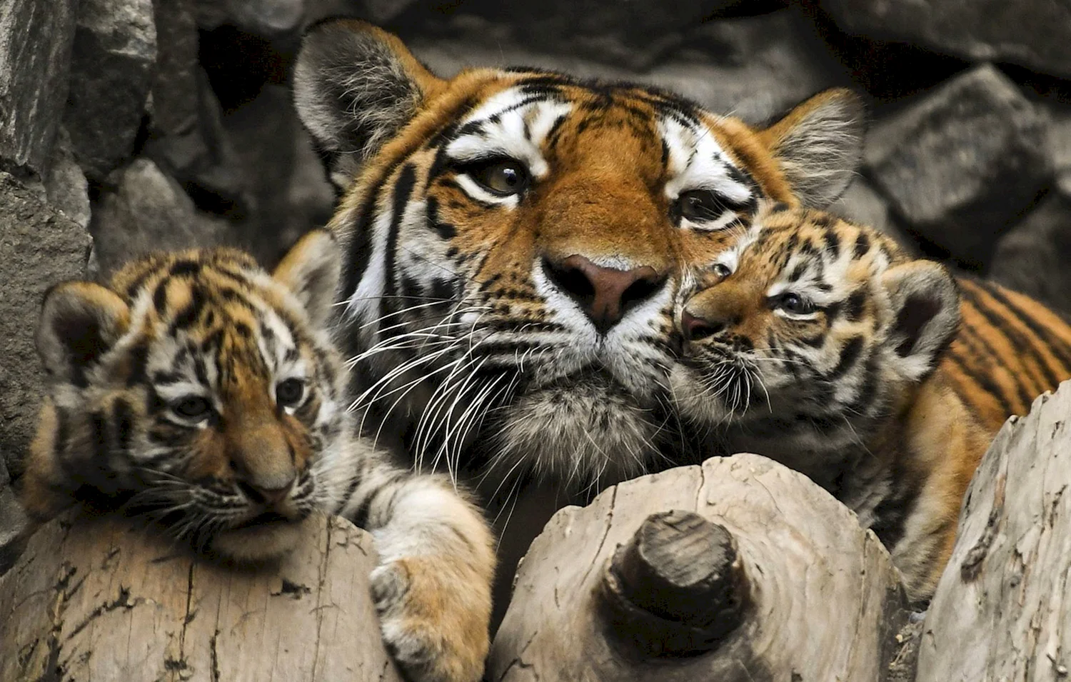 Амурский тигр WWF