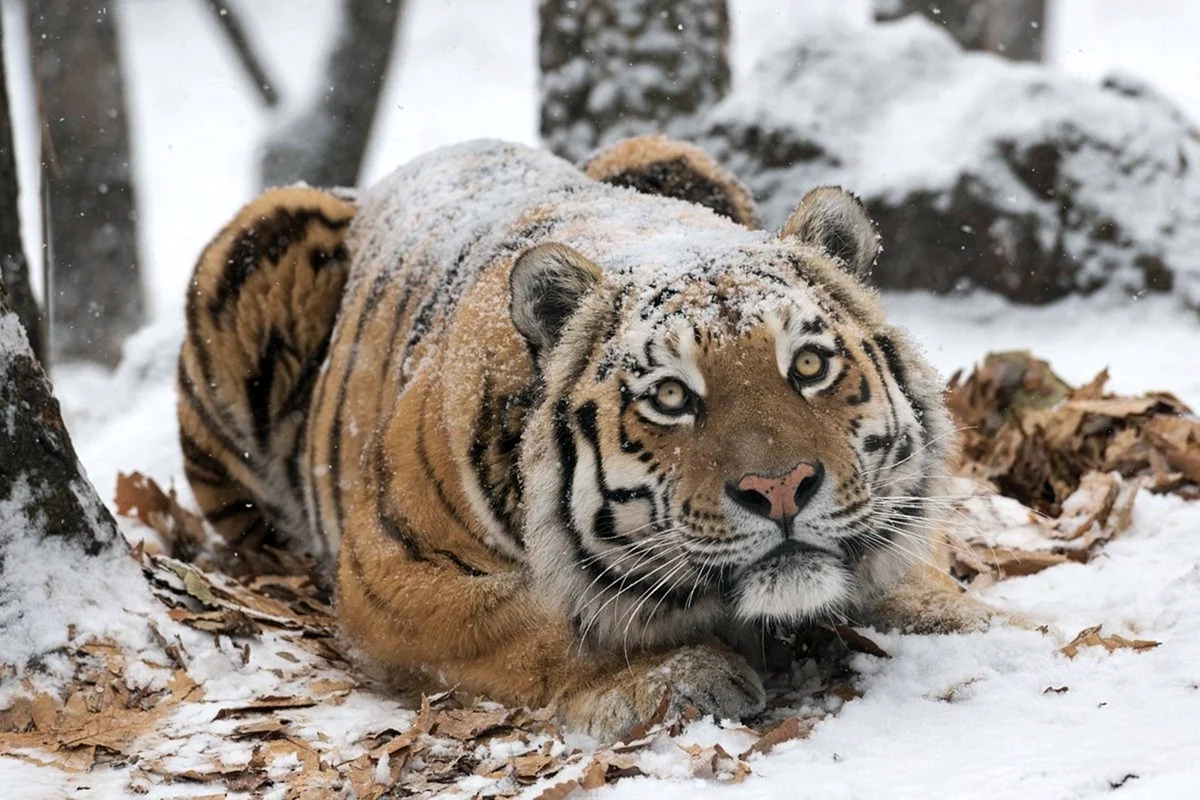 Амурский тигр Забайкальский край