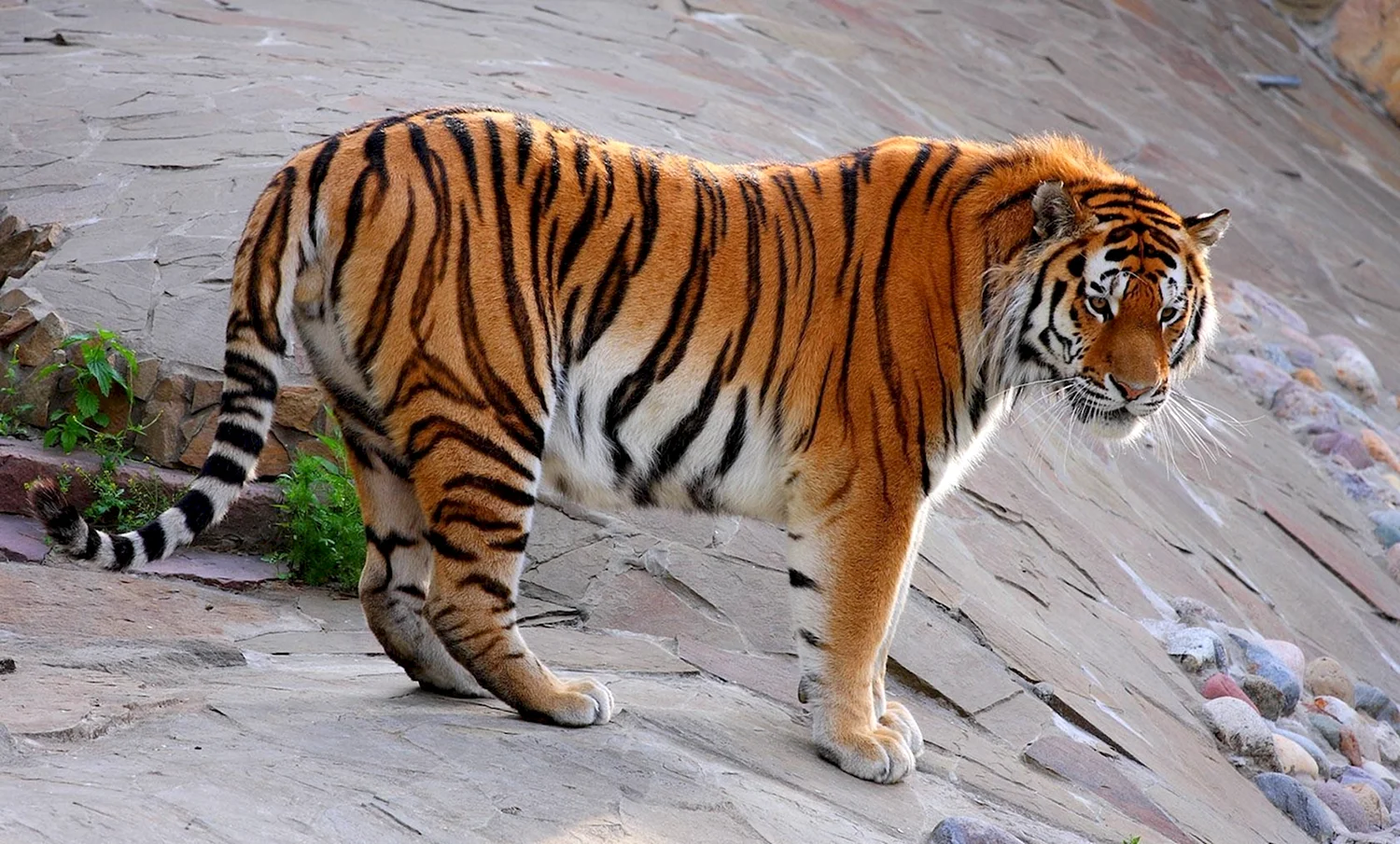 Амурский (Уссурийский) тигр
