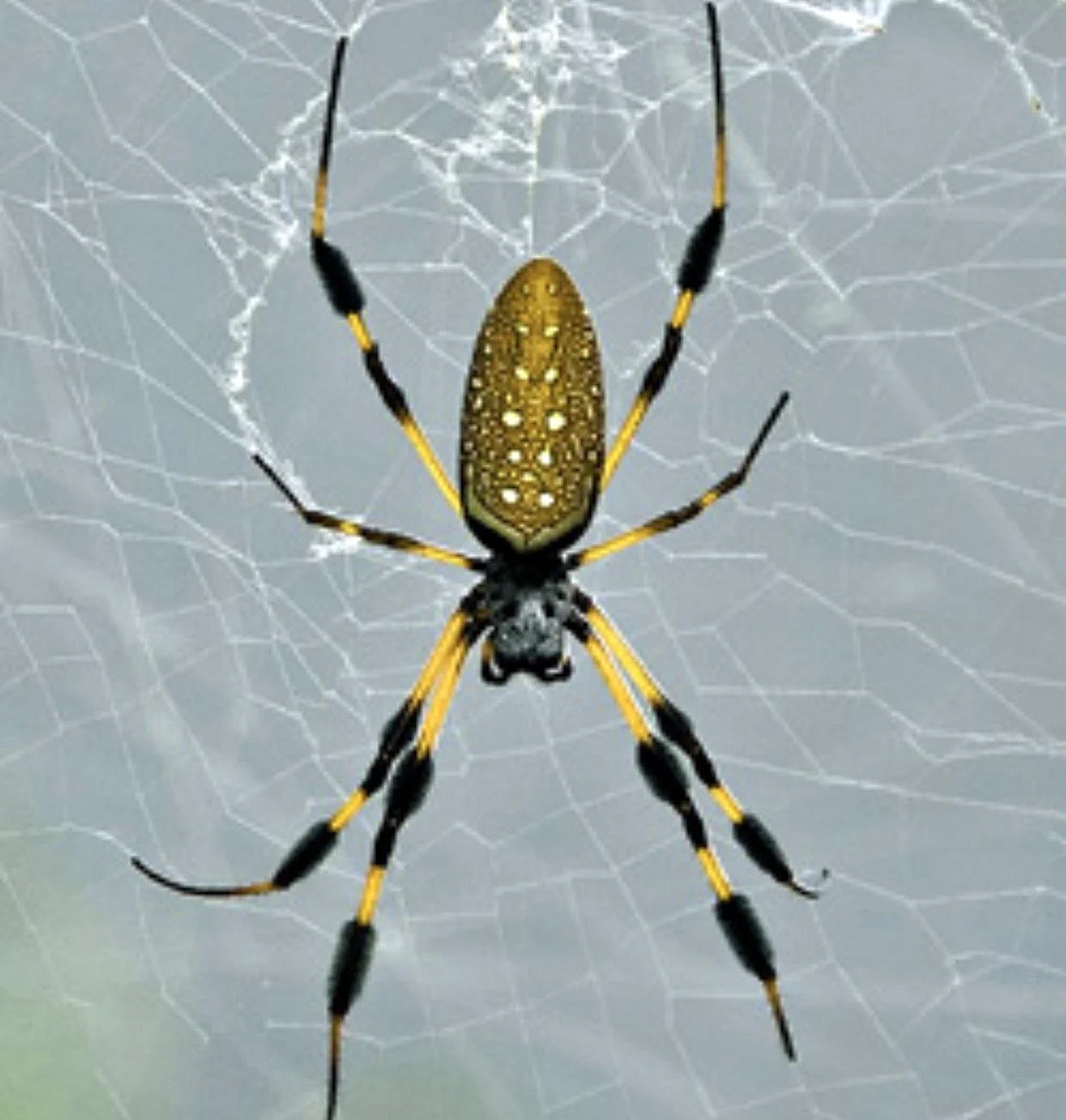 Ананасовый паук