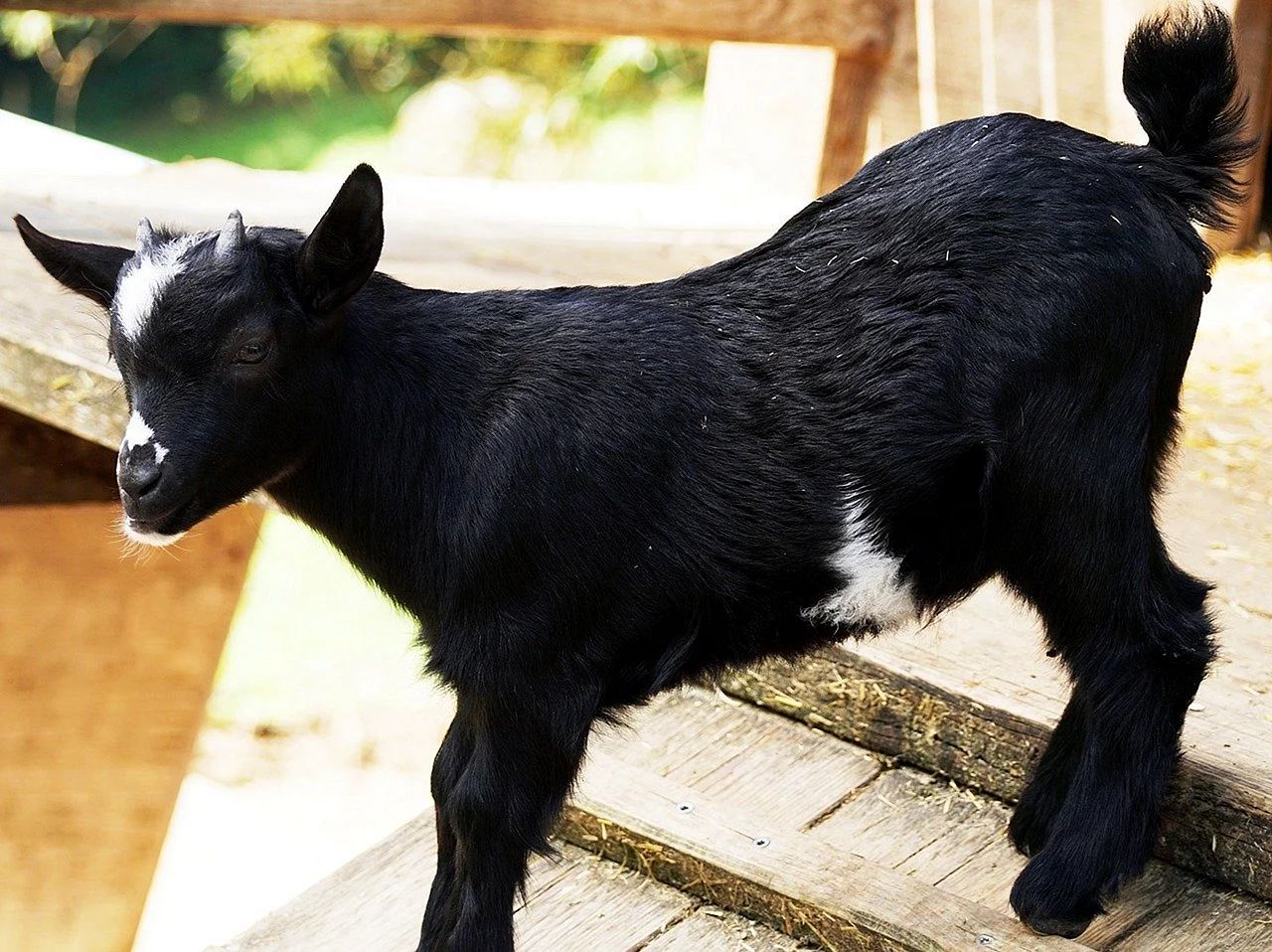 Анатолийская черная коза