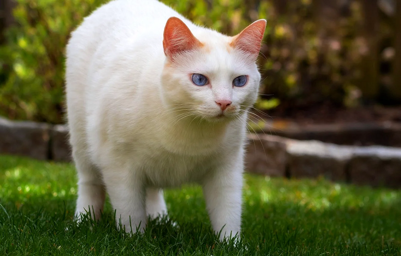 Анатолийская короткошерстная кошка