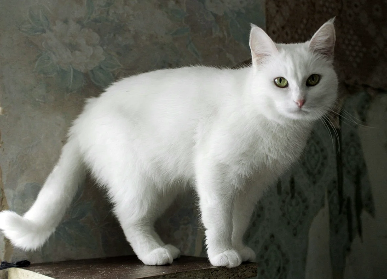Анатолийская короткошерстная кошка белая
