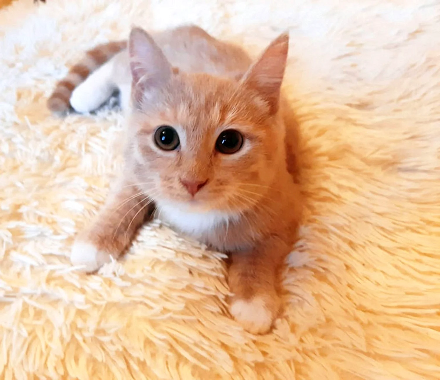 Анатолийская кошка персиковая