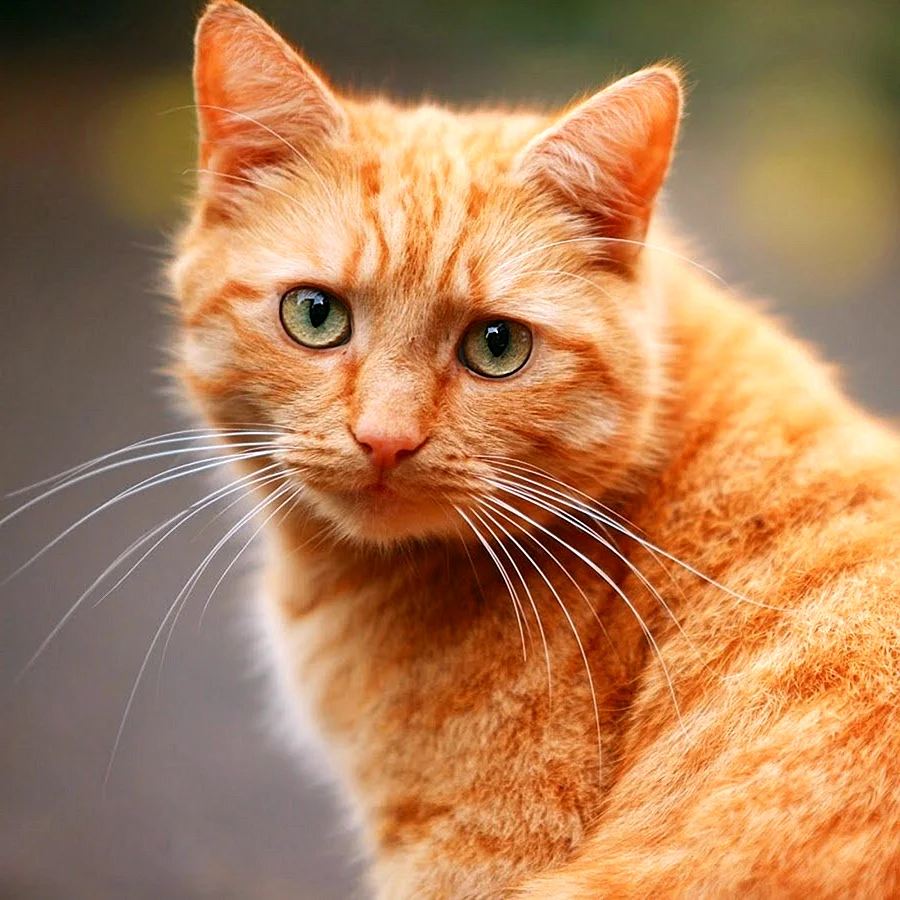 Анатолийская кошка рыжая