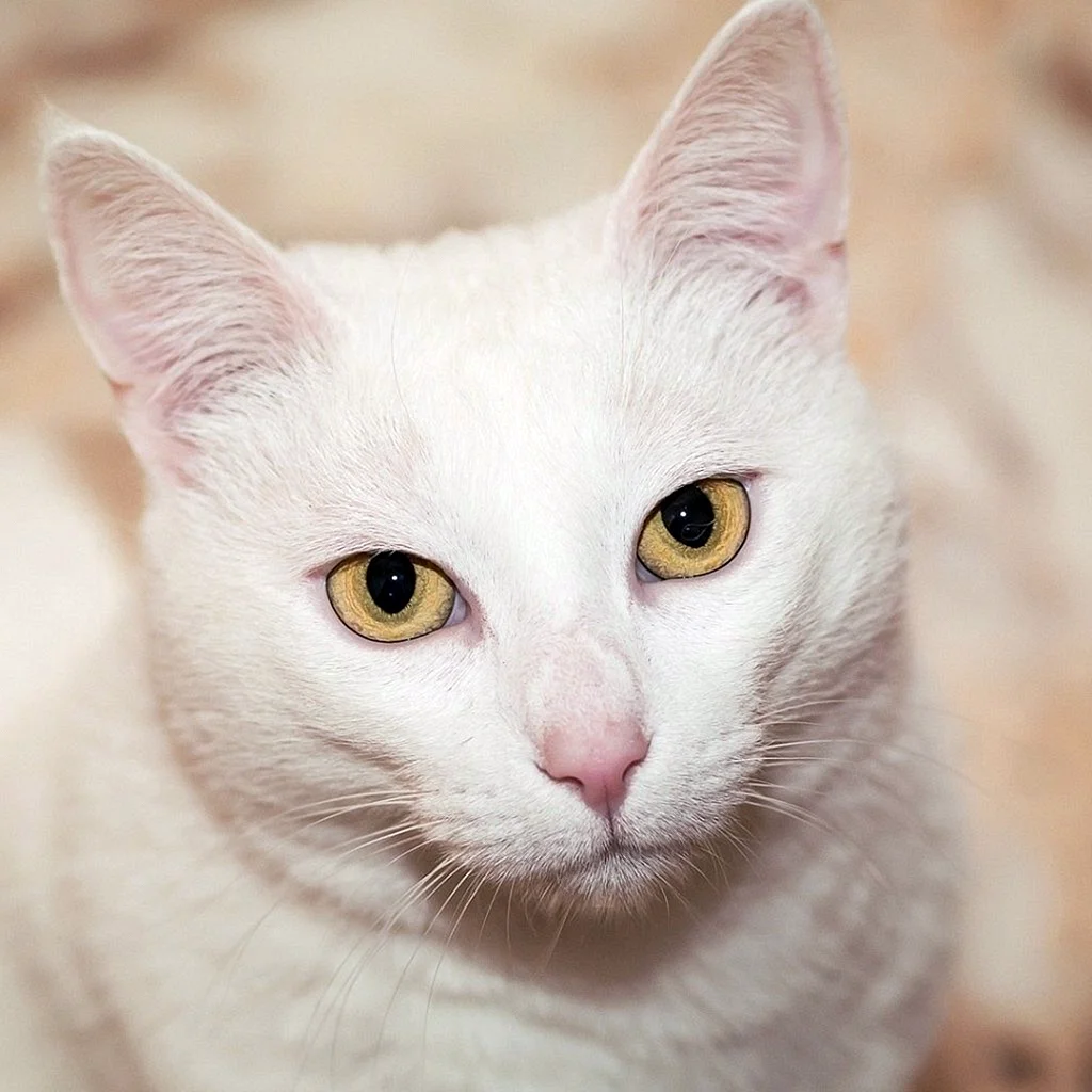 Анатолийский кот белый