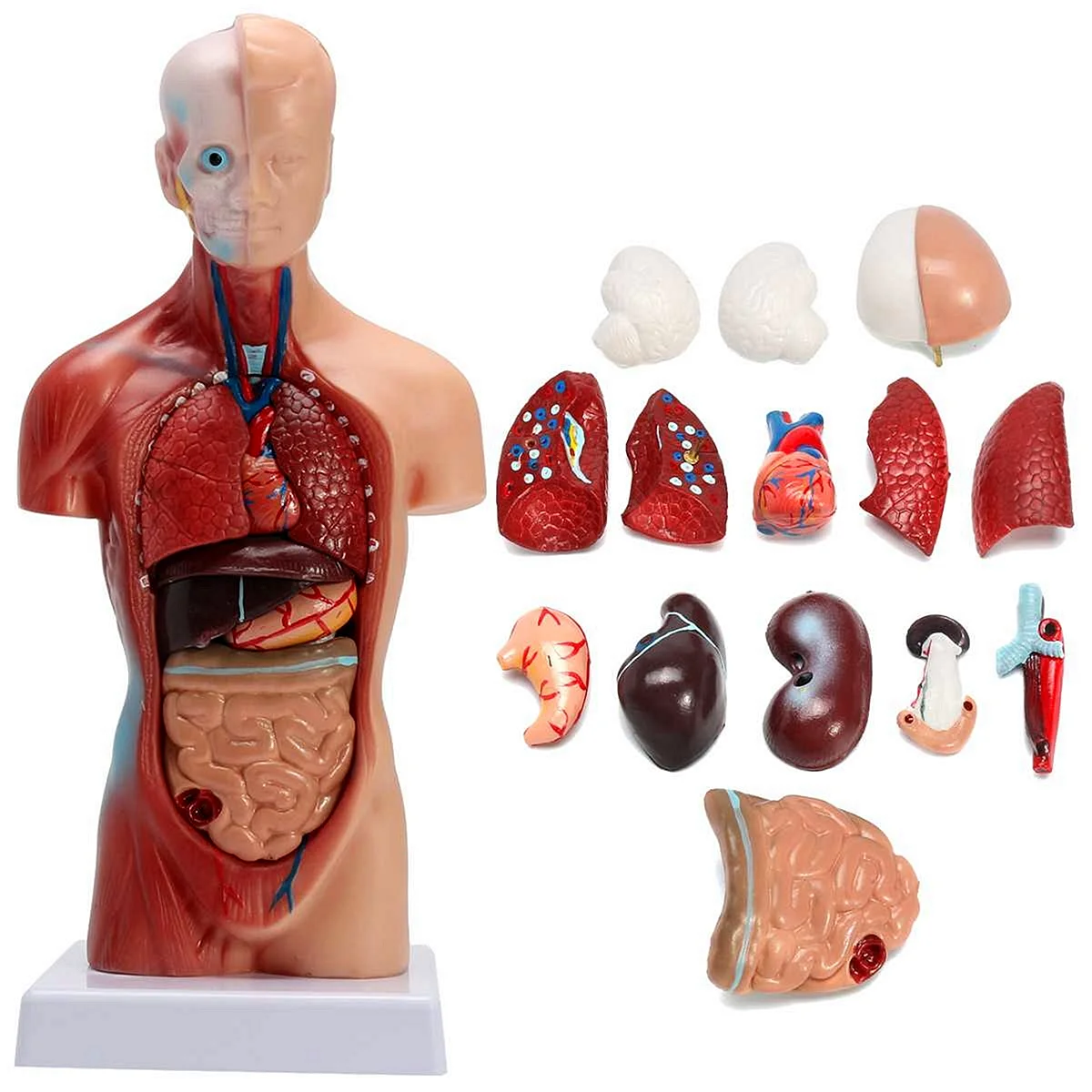 Анатомическая модель торса человека