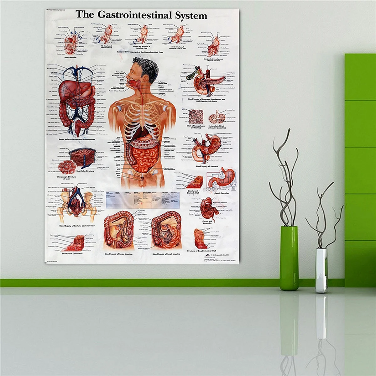 Анатомические плакаты