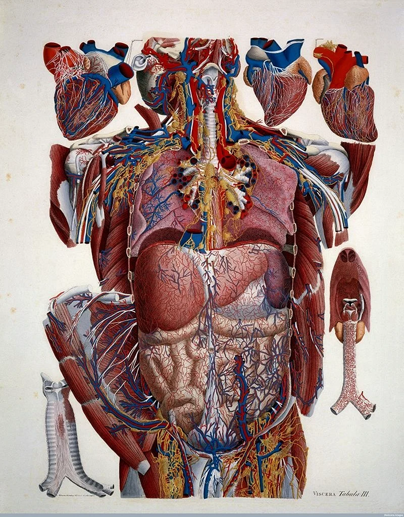 Анатомический атлас человека