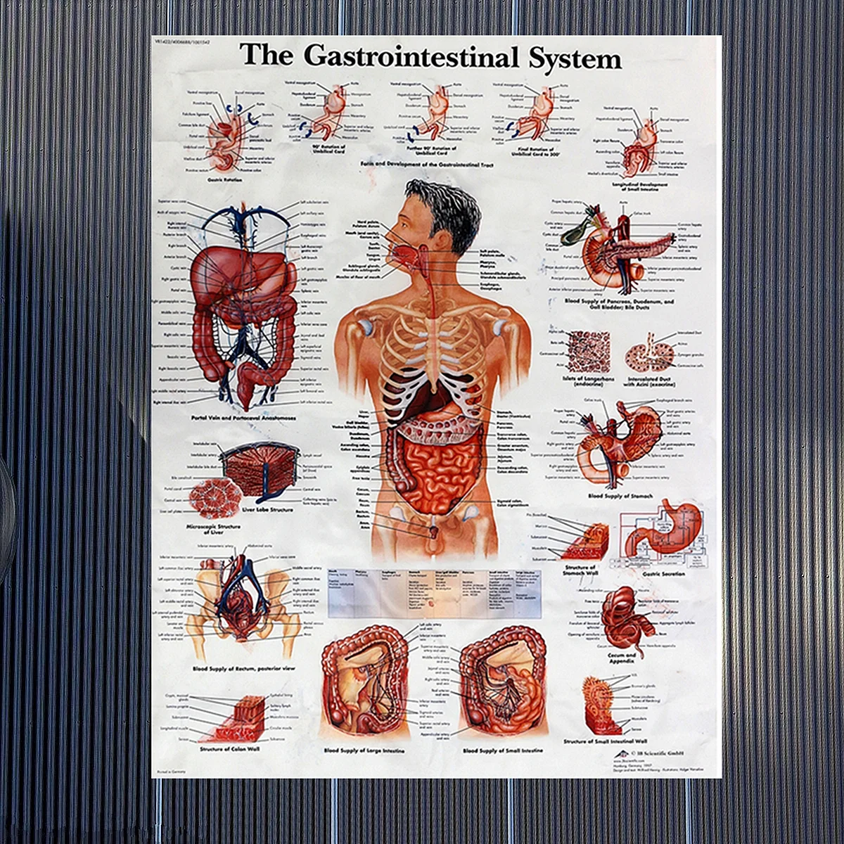 Анатомический плакат человека
