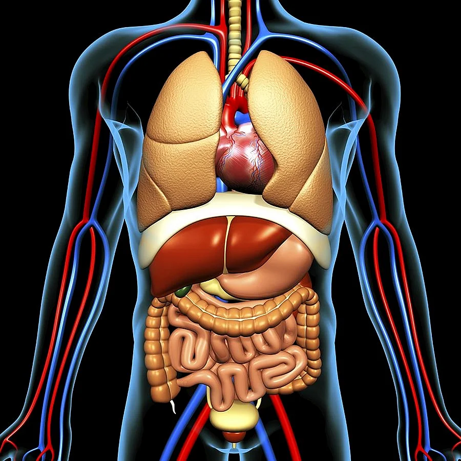 Как Расположены Внутренние Органы? Анатомия Человека + Картинки