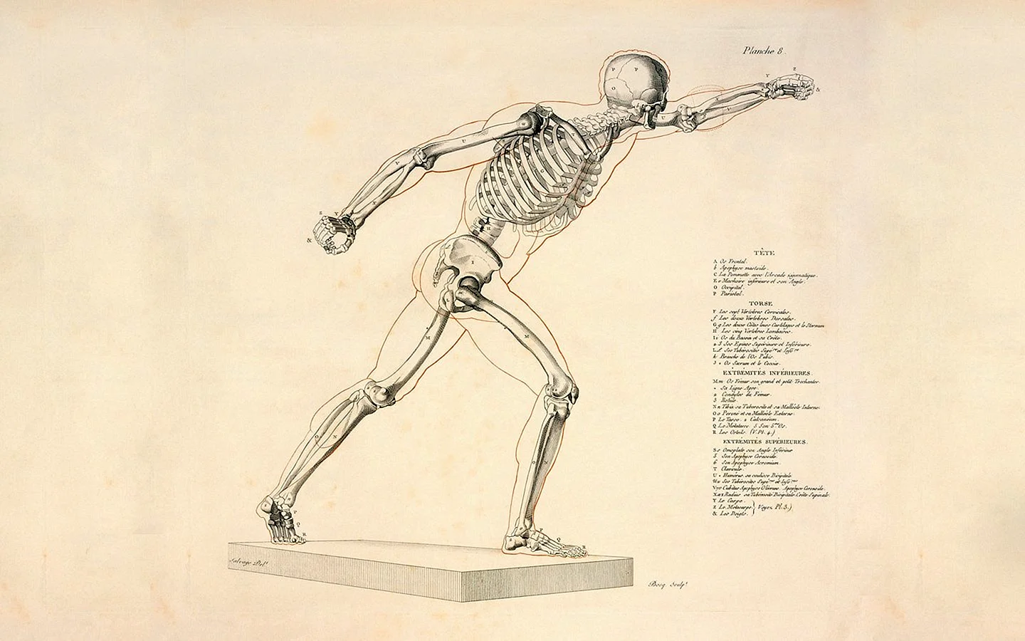 Анатомия человека в движении