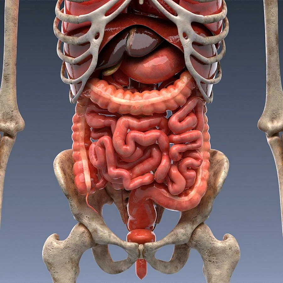 Анатомия человека внутренние органы 3д атлас