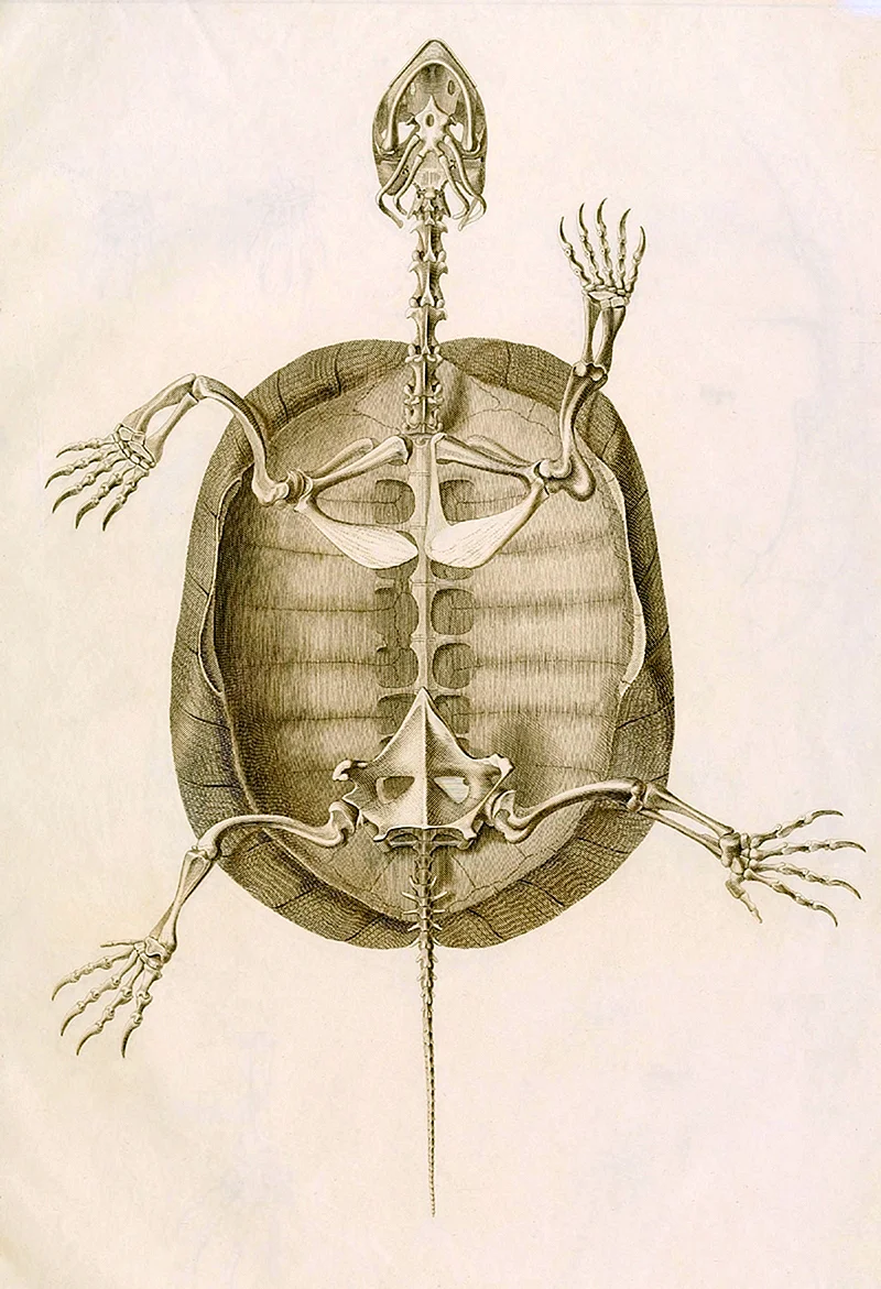 Скелет черепах: особенности строения и фото