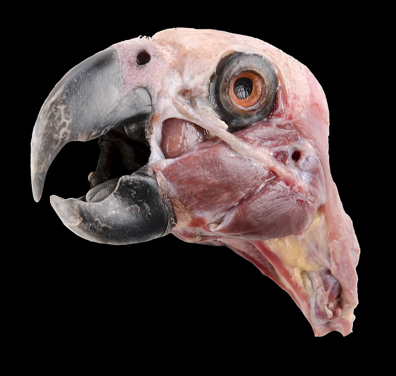 Анатомия клюва попугая