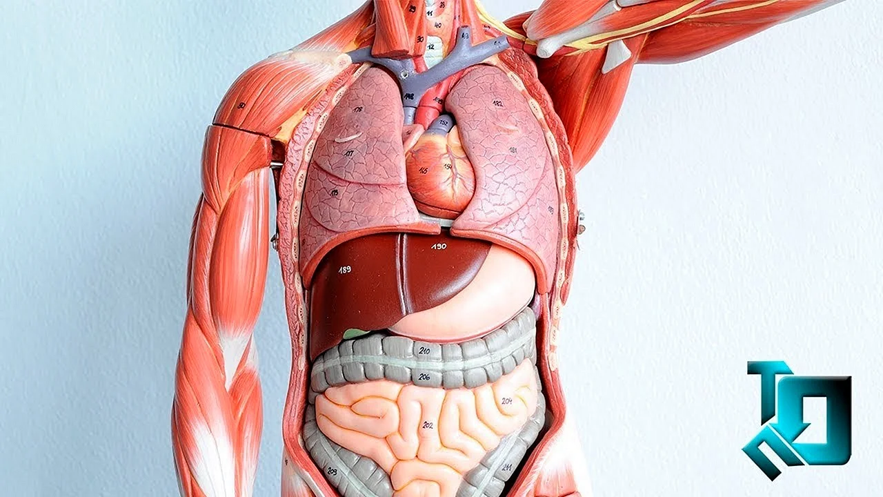 Анатомия органов брюшной полости человека 3д