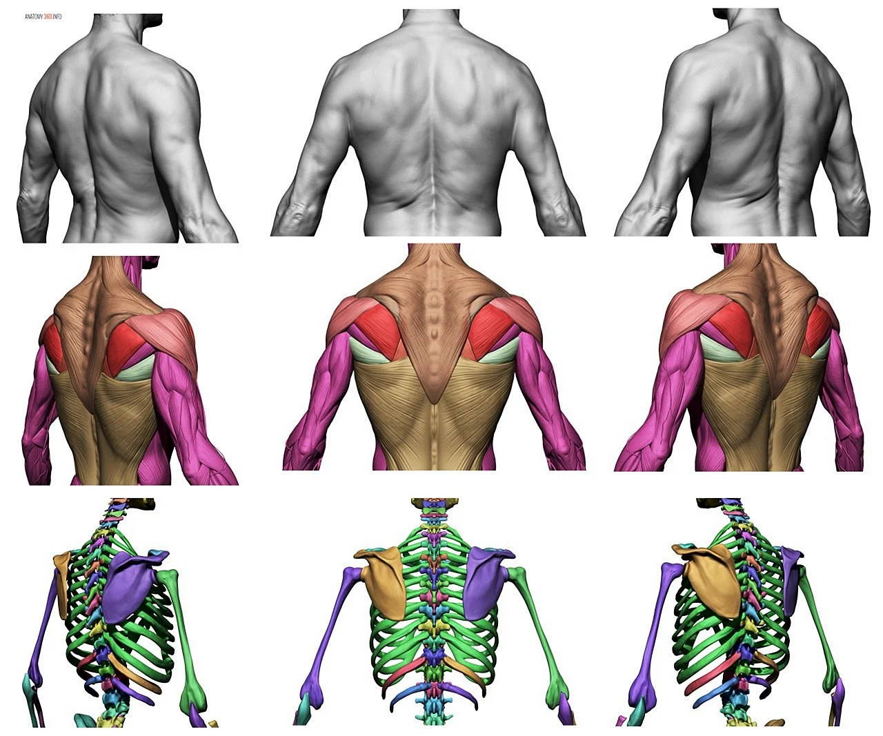 Анатомия спины человека референс