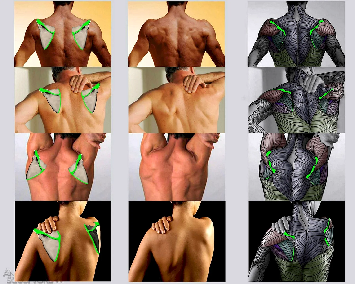 Анатомия спины человека референс
