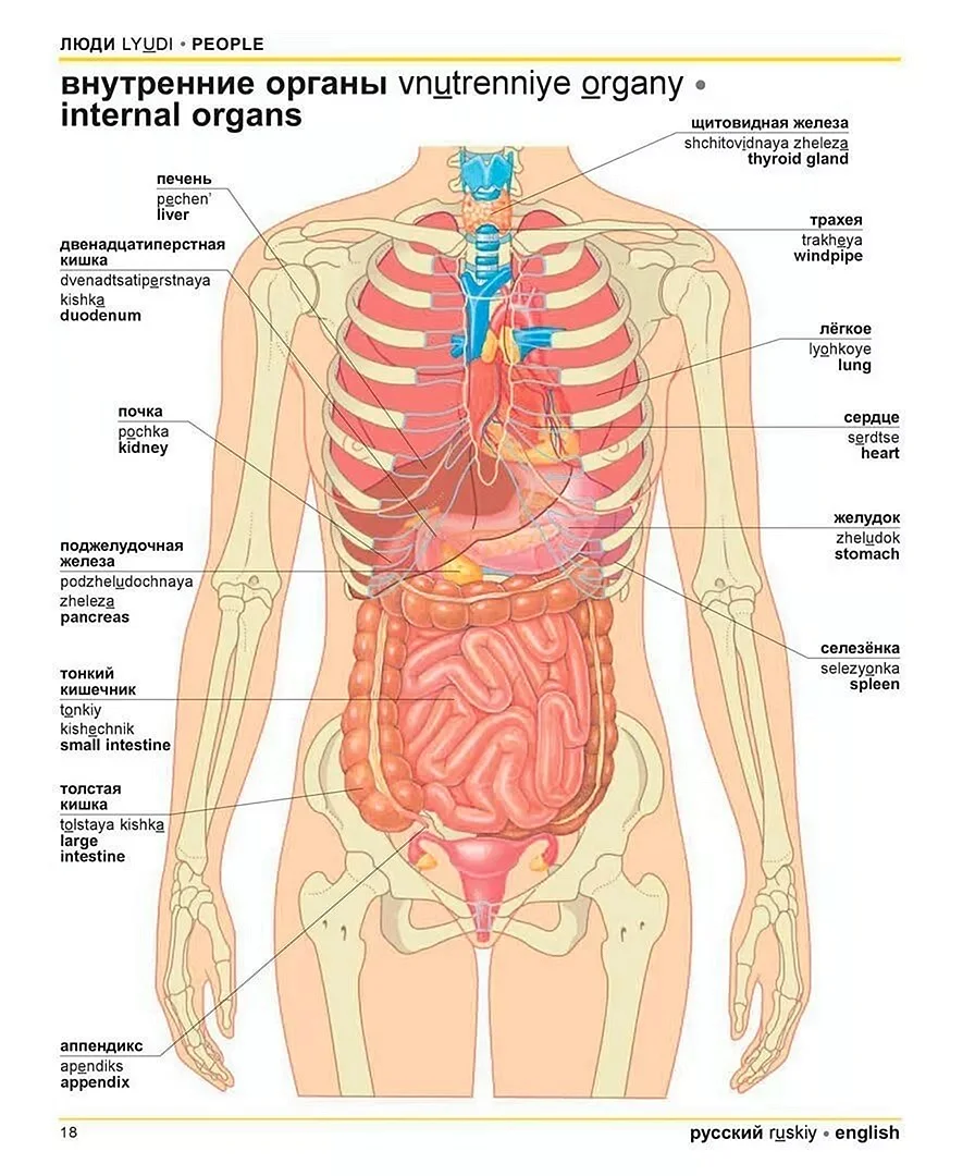 Анатомия строения человека внутренние органы